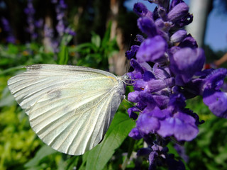 Close up shot of Pieris rapae butterfly