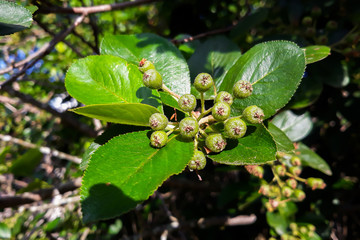 Fresh green leaves on a branch on a wooden background