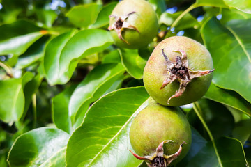Ripe pears on tree branches in green leaves