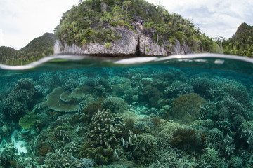 Healthy coral reefs abound throughout the incredible islands of Raja Ampat, Indonesia. This remote, tropical region may contain the greatest marine biodiversity on Earth.