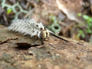 Close up shot of a white Caterpillar crawling on the tree