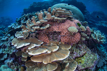 Healthy reef-building coral reefs abound throughout the incredible islands of the Solomon Islands. This remote, tropical region contains some of the greatest marine biodiversity on Earth.