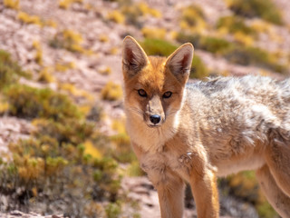 Wild animals in the surroundings of San Pedro de Atacama