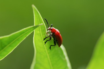 Close up shot of a Lilioceris merdigera