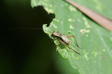 Close up shot of a Ornebius kanetataki