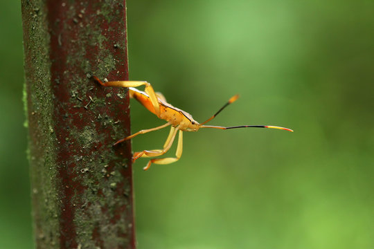 Close up of a Pentatomomorpha