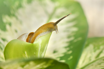 Snail out leaf after sleep