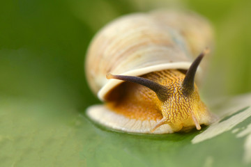 Close up snail in front view © rizaarif