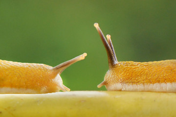 Two snails meet in tree and face to face