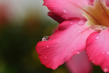 Dew on flower after the rain