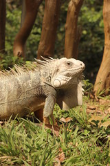 Iguana 