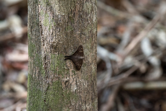 Long Tailed Skipper