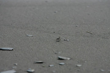 Fototapeta na wymiar Close up shot of a Ocypode crab walking around in a beach