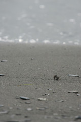 Close up shot of a Ocypode crab walking around in a beach