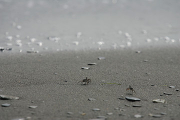 Close up shot of a Ocypode crab walking around in a beach