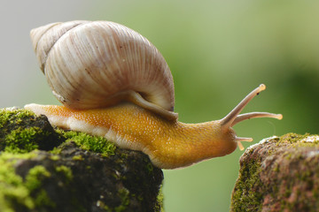 Snail walking to another rock
