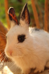 Tambor