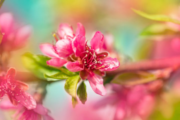 Bright spring background with flowers of fruit trees. Spring. Spring Garden. Close-up.