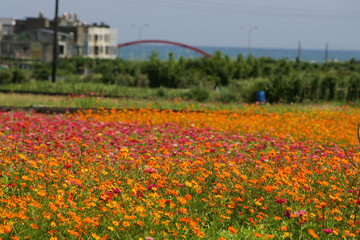 Many Zinnia elegans blossom