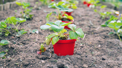 planting strawberries, red pots with strawberry seedlings are on the bed