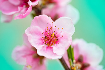 Obraz na płótnie Canvas Bright spring background with flowers of fruit trees. Spring. Spring Garden. Close-up.
