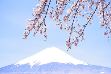 河口湖畔から望む富士山と青い空と桜 