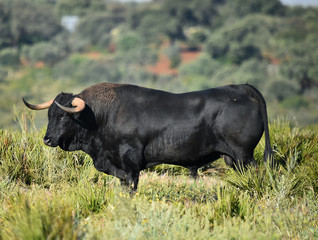 spanish bull with big horns on the spanish cattle farm