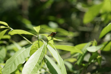 Close up shot of dragonfly
