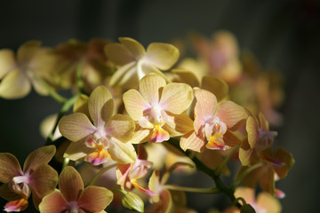 Close up shot of the beautiful orchid blossom