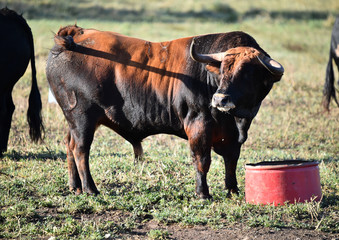 toro español en el campo 