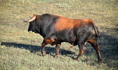 toro español en el campo 