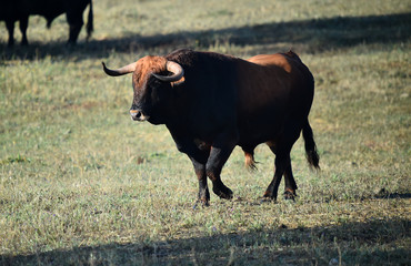 toro español en el campo 