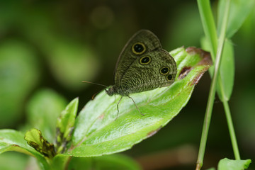Close up shot of Ypthima huebneri butterfly