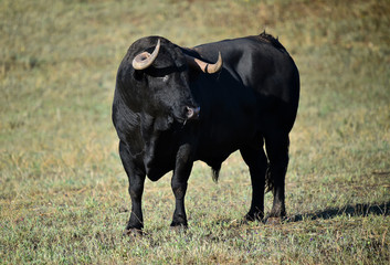 spanish bull with big horns on the spanish cattle farm