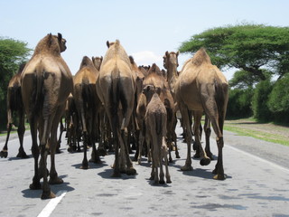 Camels marching