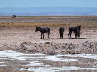Wild animals in the surroundings of San Pedro de Atacama