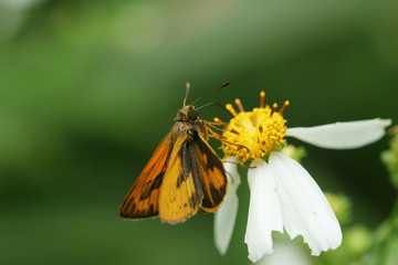 Close up shot of a Fiery Skipper butterfly