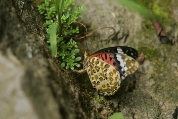 Fototapeta na wymiar Close up shot of a Indian fritillary butterfly spawning