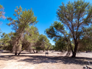 Mini forests fed by groundwater in the surroundings of San Pedro de Atacama
