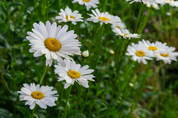 Fototapeta na wymiar Closeup view of white daisy in the garden during summer season in Patagonia