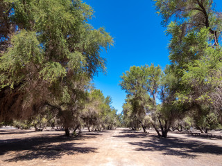Mini forests fed by groundwater in the surroundings of San Pedro de Atacama