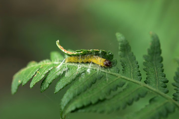 Close up shot of a Caterpillar become pupae