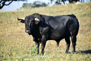 spanish bull with big horns on the spanish cattle farm
