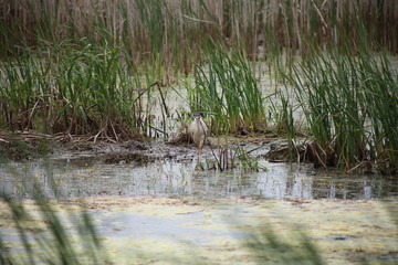 PIER, POND, RIVER, RELAX, GREEN WEEDS, 