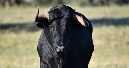 a strong bull on the spanish cattle farm