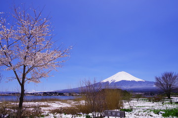 
 河口湖畔から望む富士山と青い空と桜 