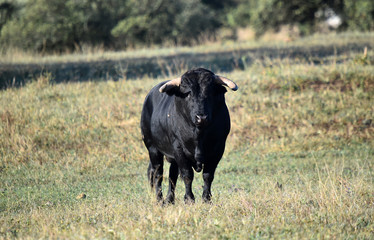 toro español en el campo 