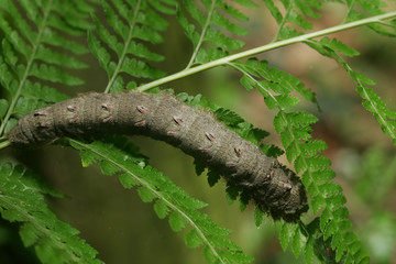 Close up shot of a Caterpillar