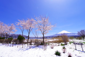 
 河口湖畔から望む富士山と青い空と桜 