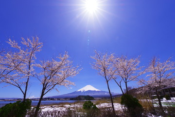 
 河口湖畔から望む富士山と青い空と桜 